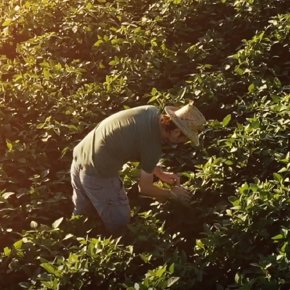 FOSTERING GROWTH THROUGH EUROPEAN ECONOMIC DIPLOMACY