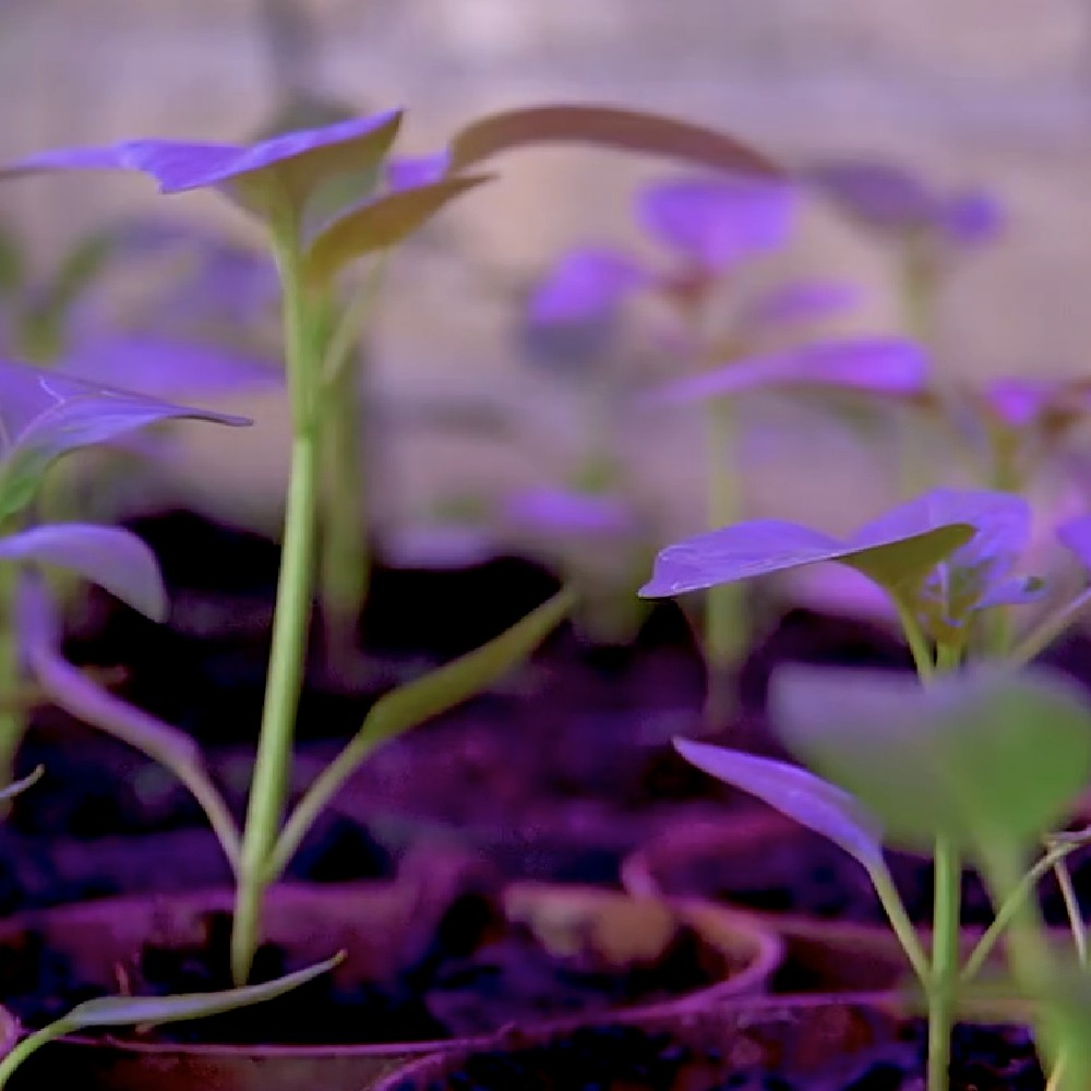 SUSTAINABLE ENERGY WEEK – DENMARK