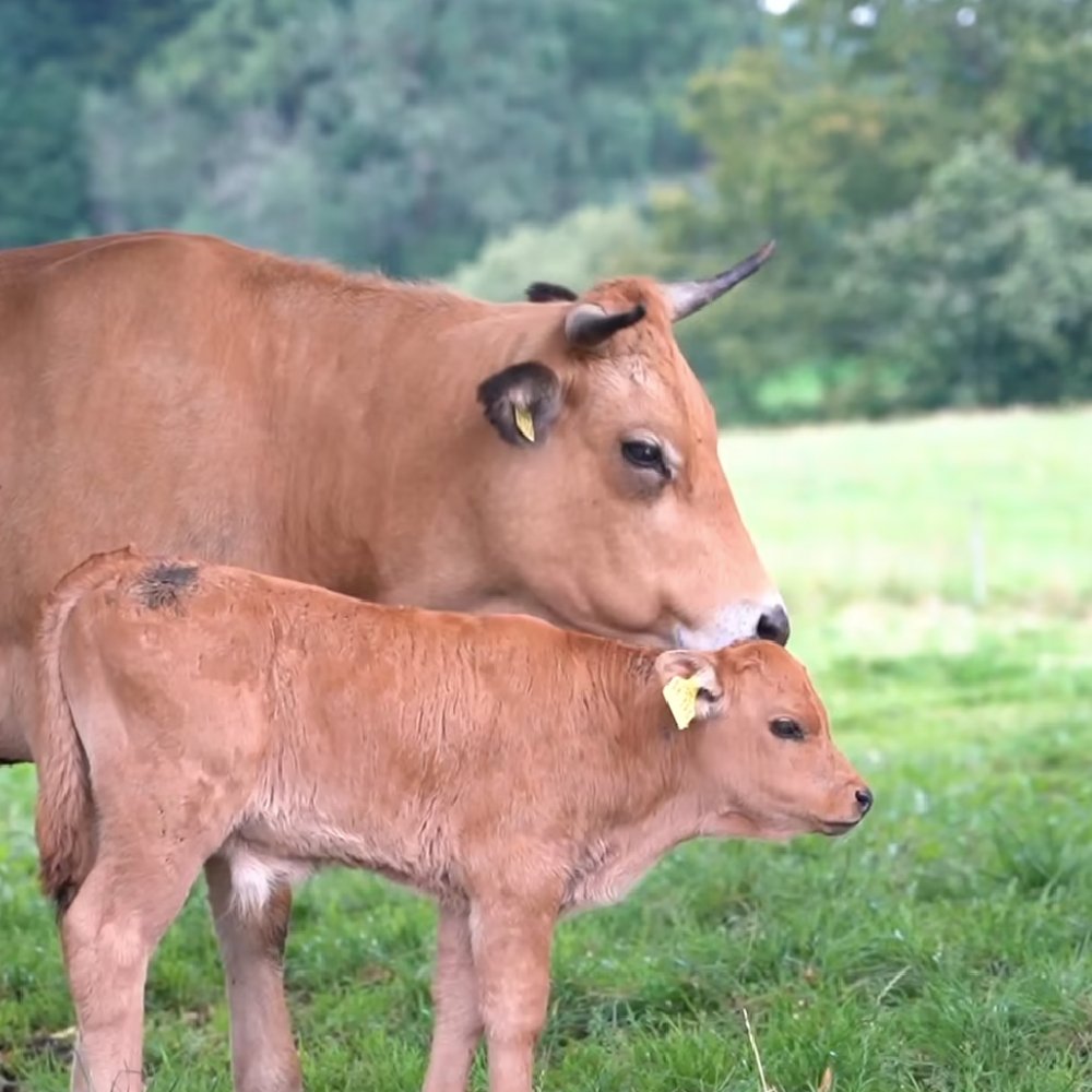 MORE THAN FOOD – AUSTRIA AND GERMANY